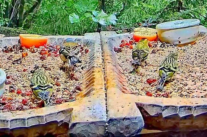 livebirdspoland_bf5eb76ae3144b5b49118d210118028a.jpg