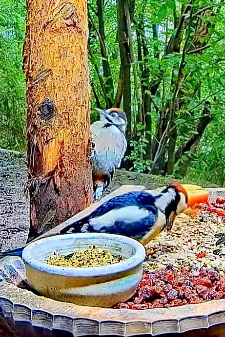 livebirdspoland_cd4f25e1966723c40e482c8616d6a2f9.jpg