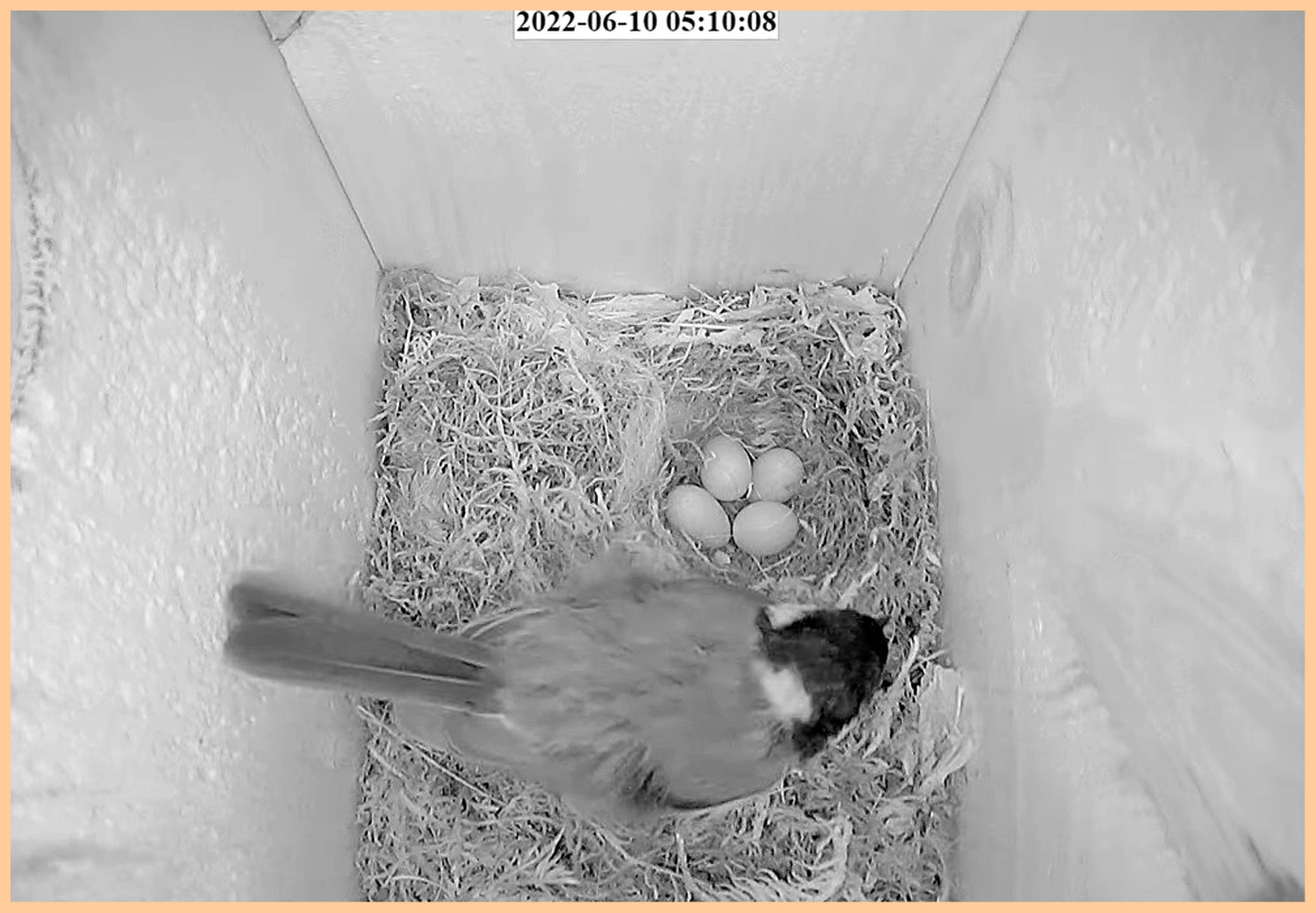 livebirdspoland_3ba76b9e1134f9e482e95b542b44b511.jpg