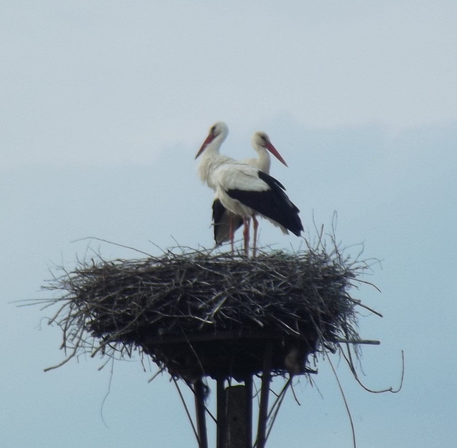 livebirdspoland_354713c733f7c502787b9f1afb2ad0e4.jpg
