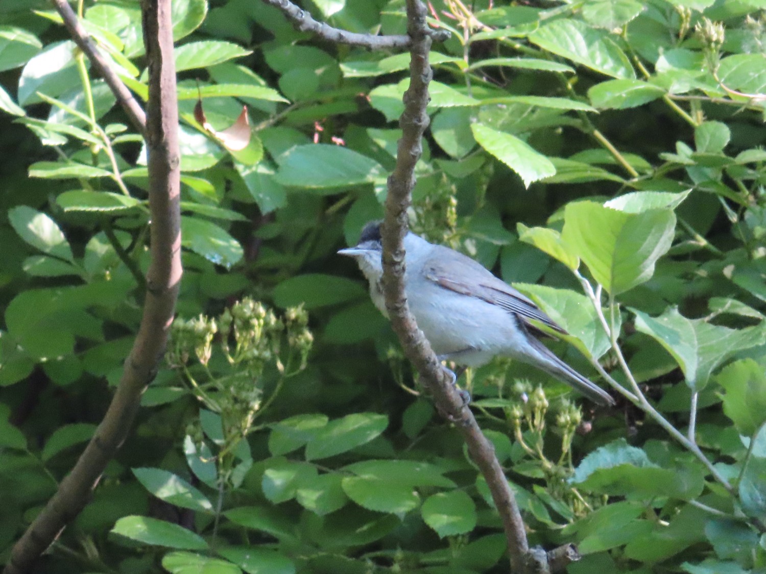 livebirdspoland_1fcc20cdf689d63f5b5f64f8b7cd8bad.jpg