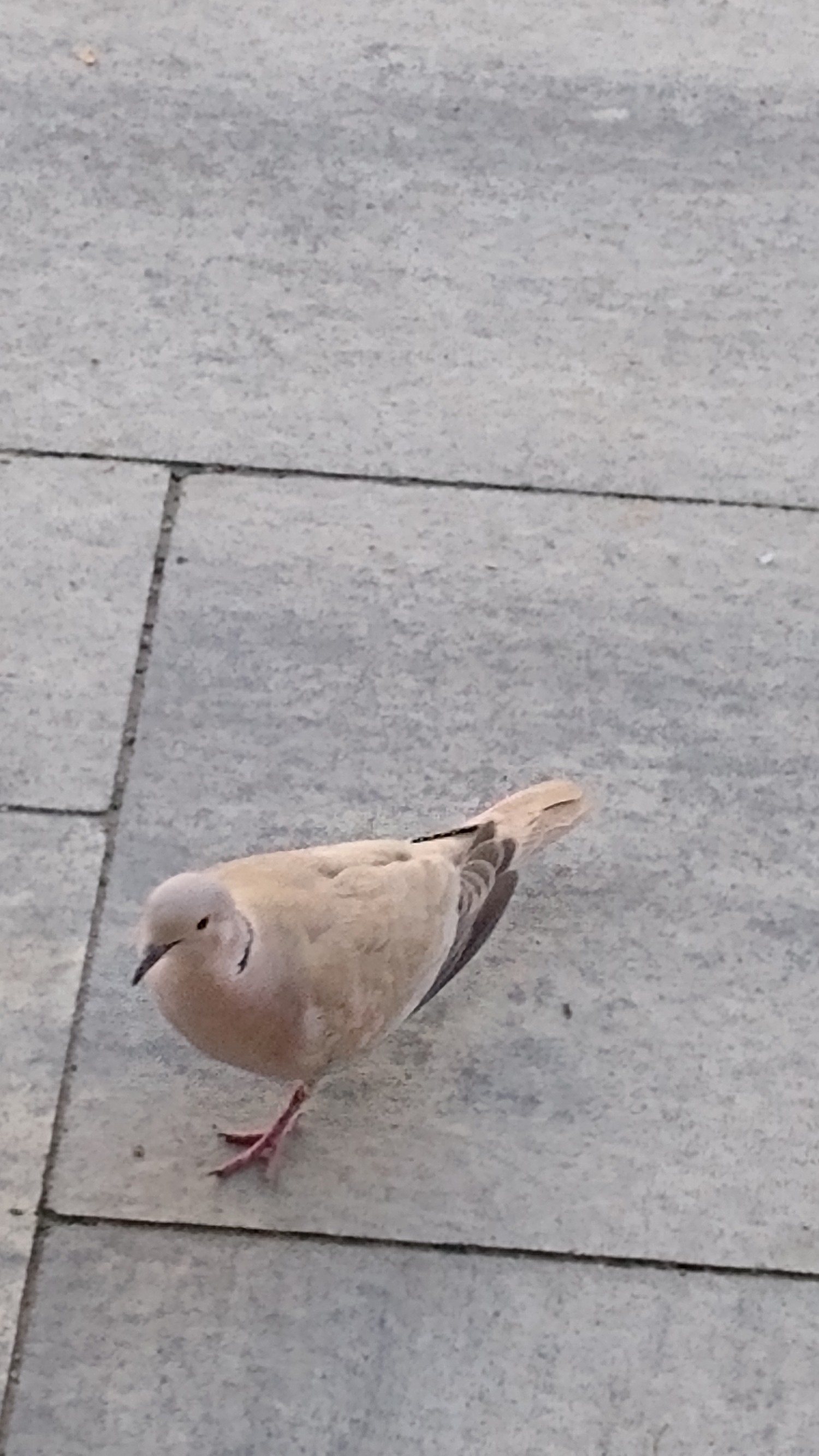 livebirdspoland_197cb40aef263a7675b0dd577aaf439e.jpg