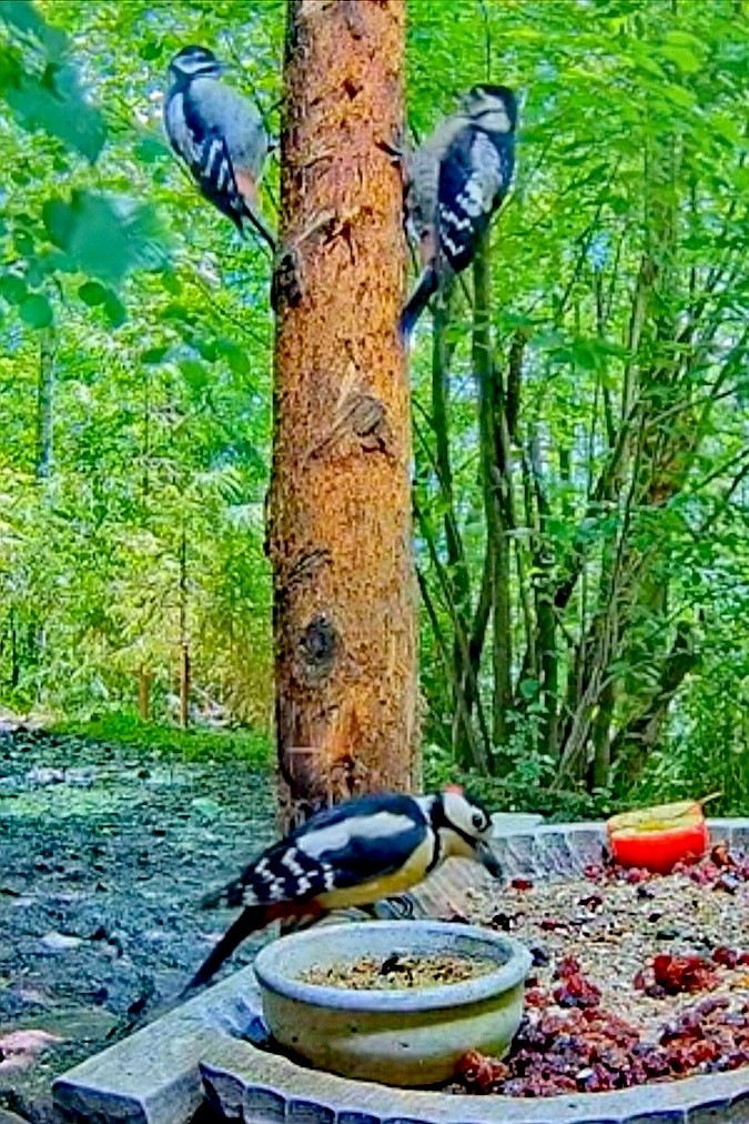 livebirdspoland_5cca300b2e87d2cd121764ae3687b02b.jpg