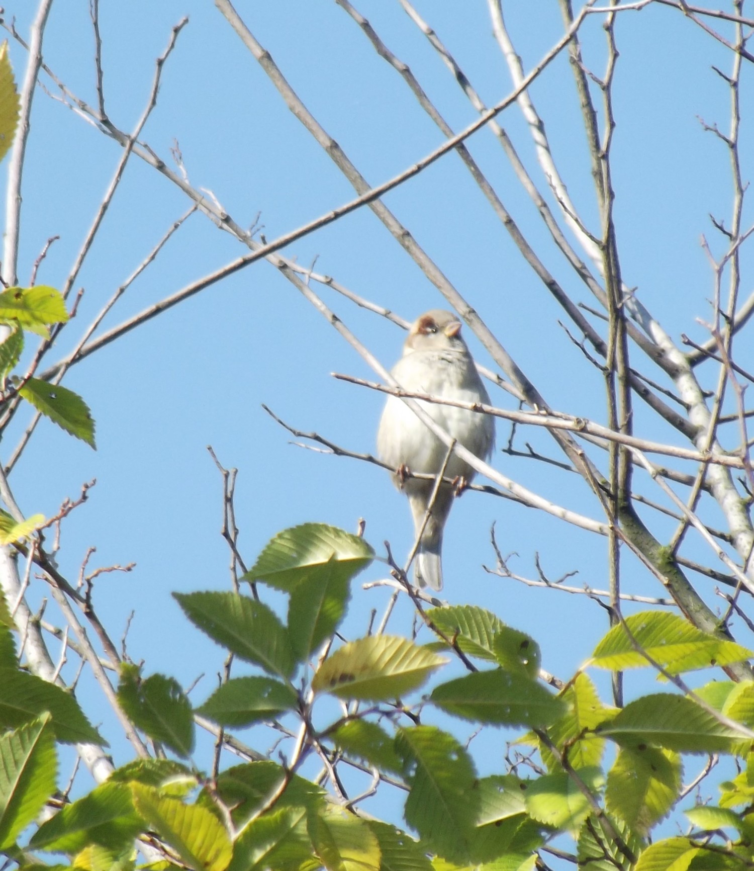 livebirdspoland_2ceb664d42feed6225d78ff929084935.jpg