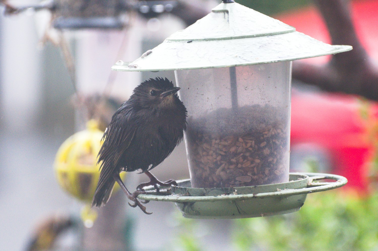 livebirdspoland_fc166f829101b674ce51de18a17aa0b4.jpg