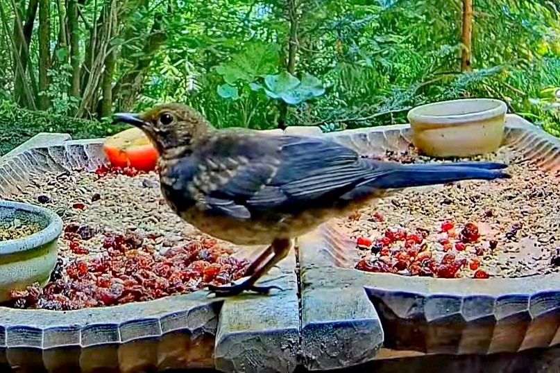 livebirdspoland_41e15c7a866acc46b7d984860070ede5.jpg