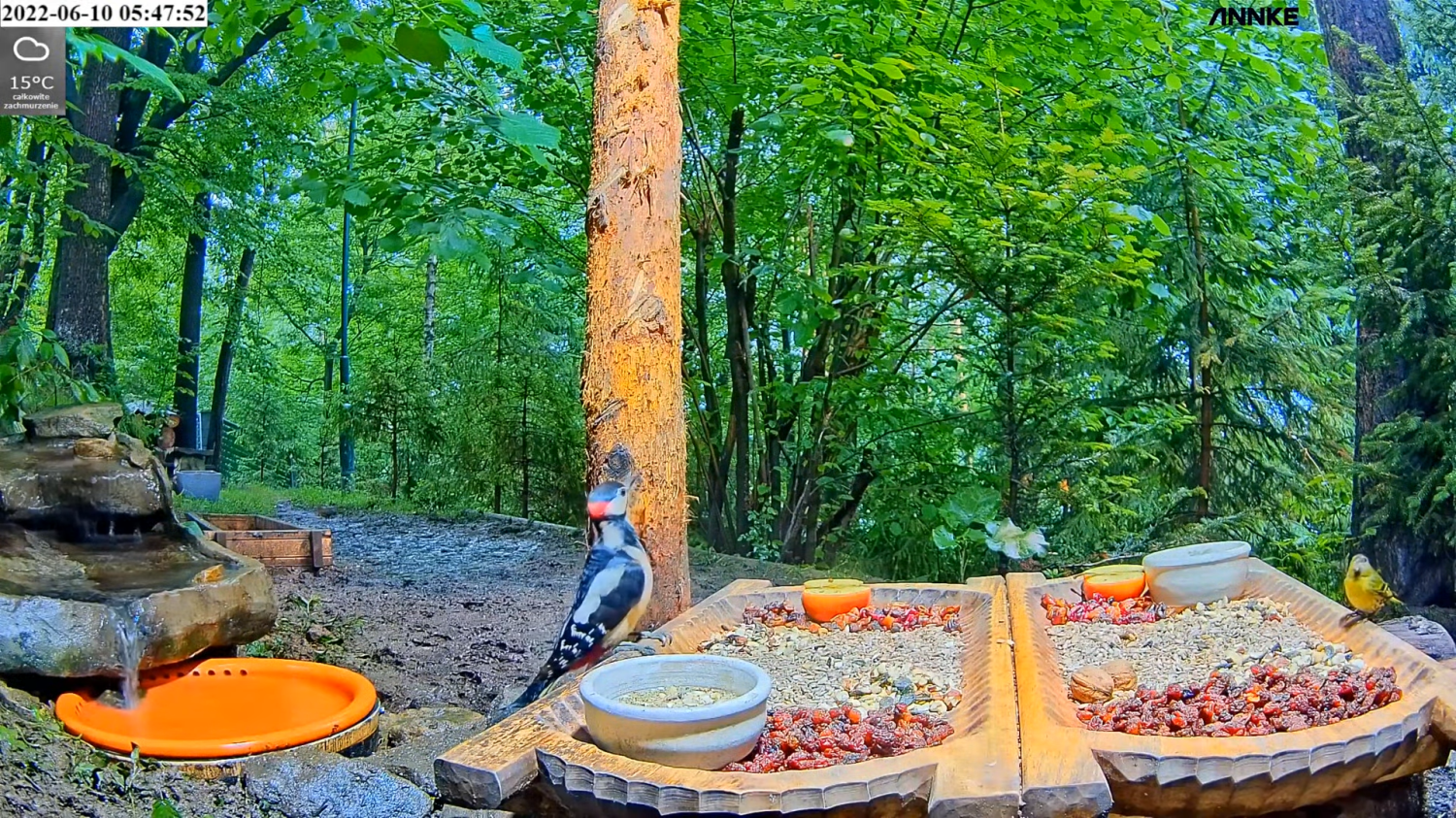 livebirdspoland_8fda0cf75a2915acf699e4f6406dc15d.png