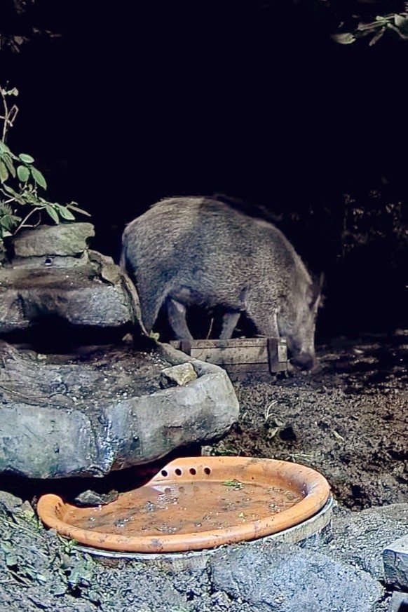 livebirdspoland_0a714d17c7a42b47f5f7990c53b00687.jpg
