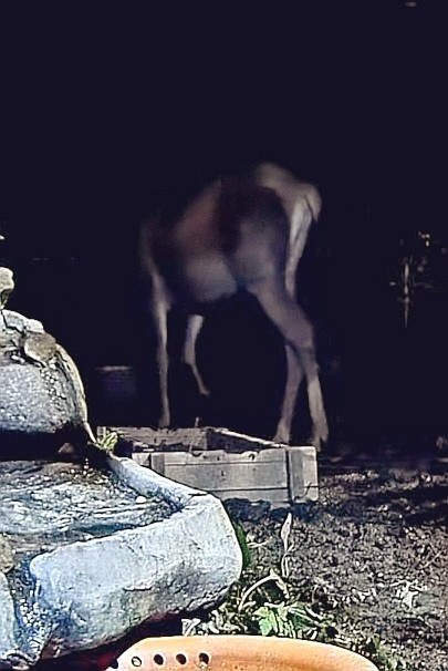 livebirdspoland_47ae1957ffb6cb9fb803db8ea791e598.jpg