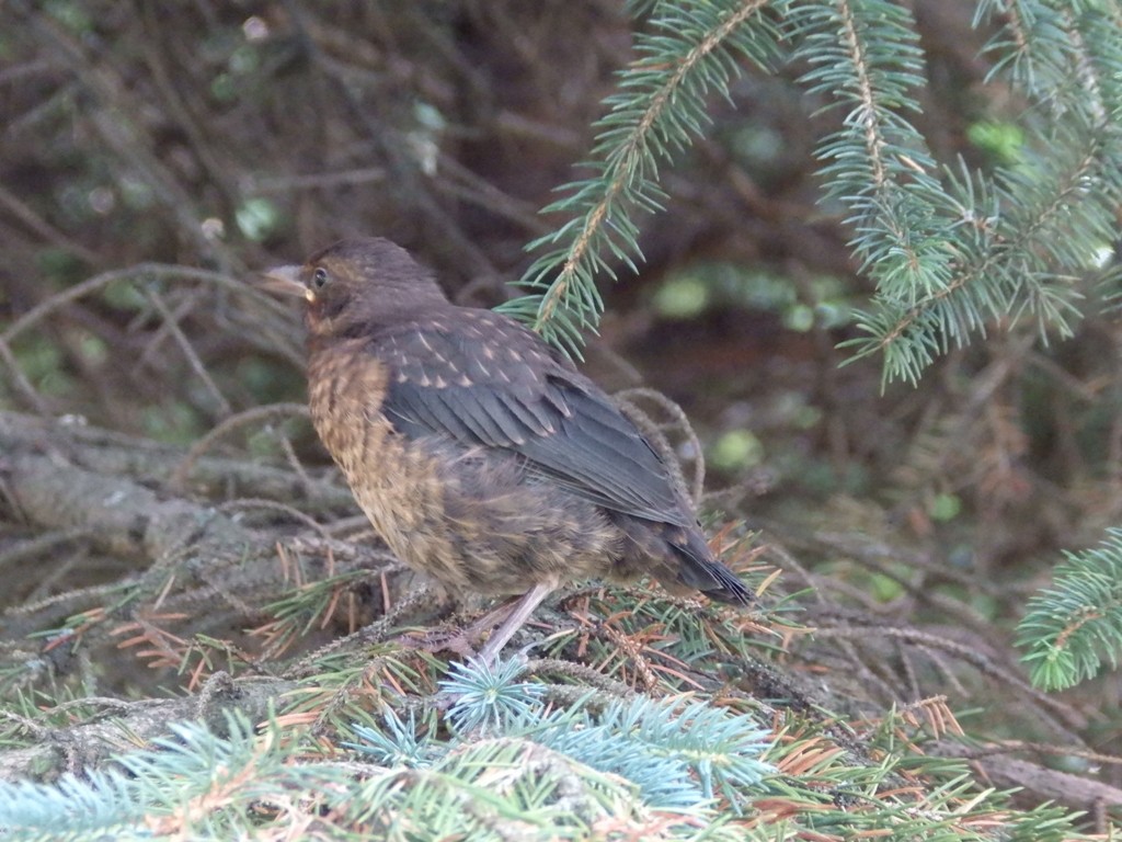 livebirdspoland_bf03a702f7a84323b2e45d1cac2018e3.jpg