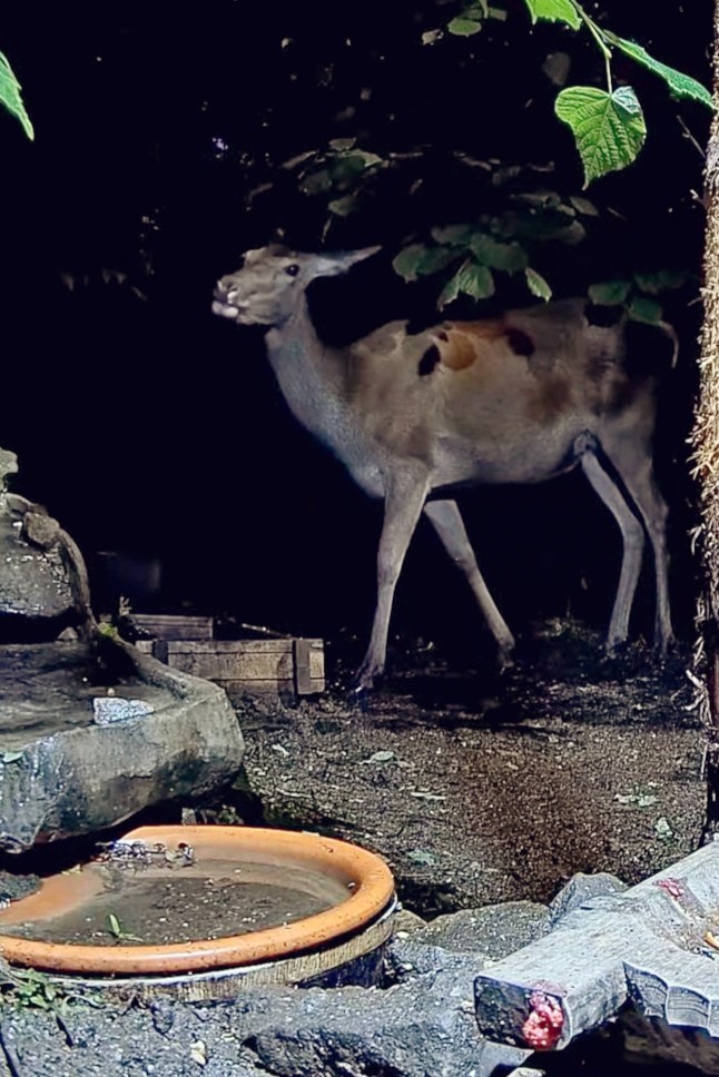 livebirdspoland_6a72b52435064d2588d8705e90ec2bad.jpg