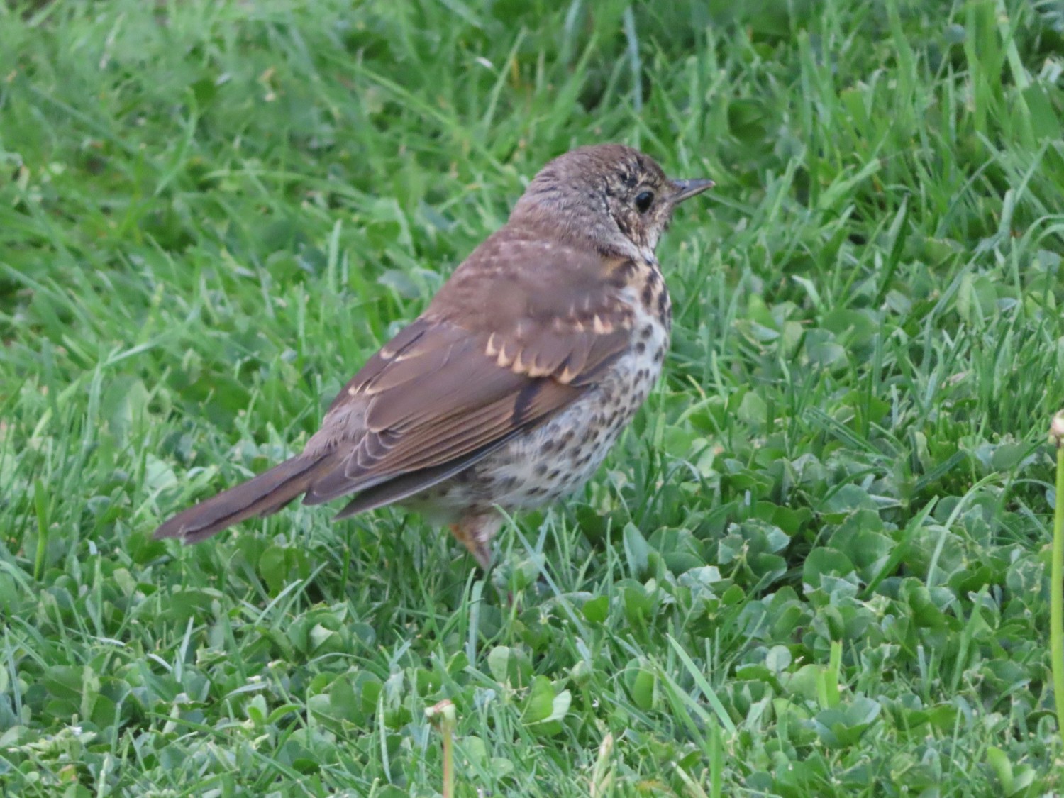 livebirdspoland_a60c2f94936aecd1c94210a50a221af7.jpg