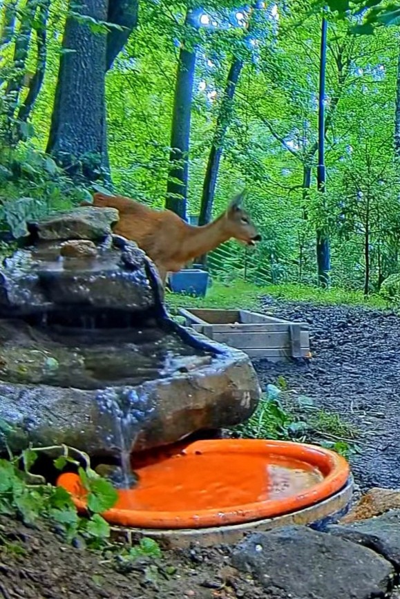 livebirdspoland_ec251f754850f3688a3de0671e69f2ca.jpg