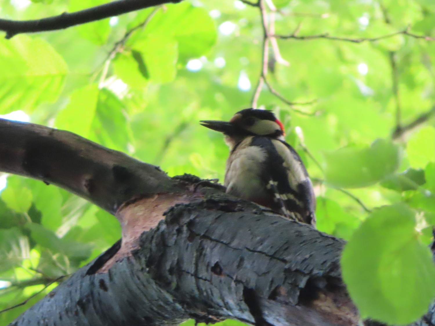 livebirdspoland_406e6efd1498410e361c8ff8b30c0464.jpg