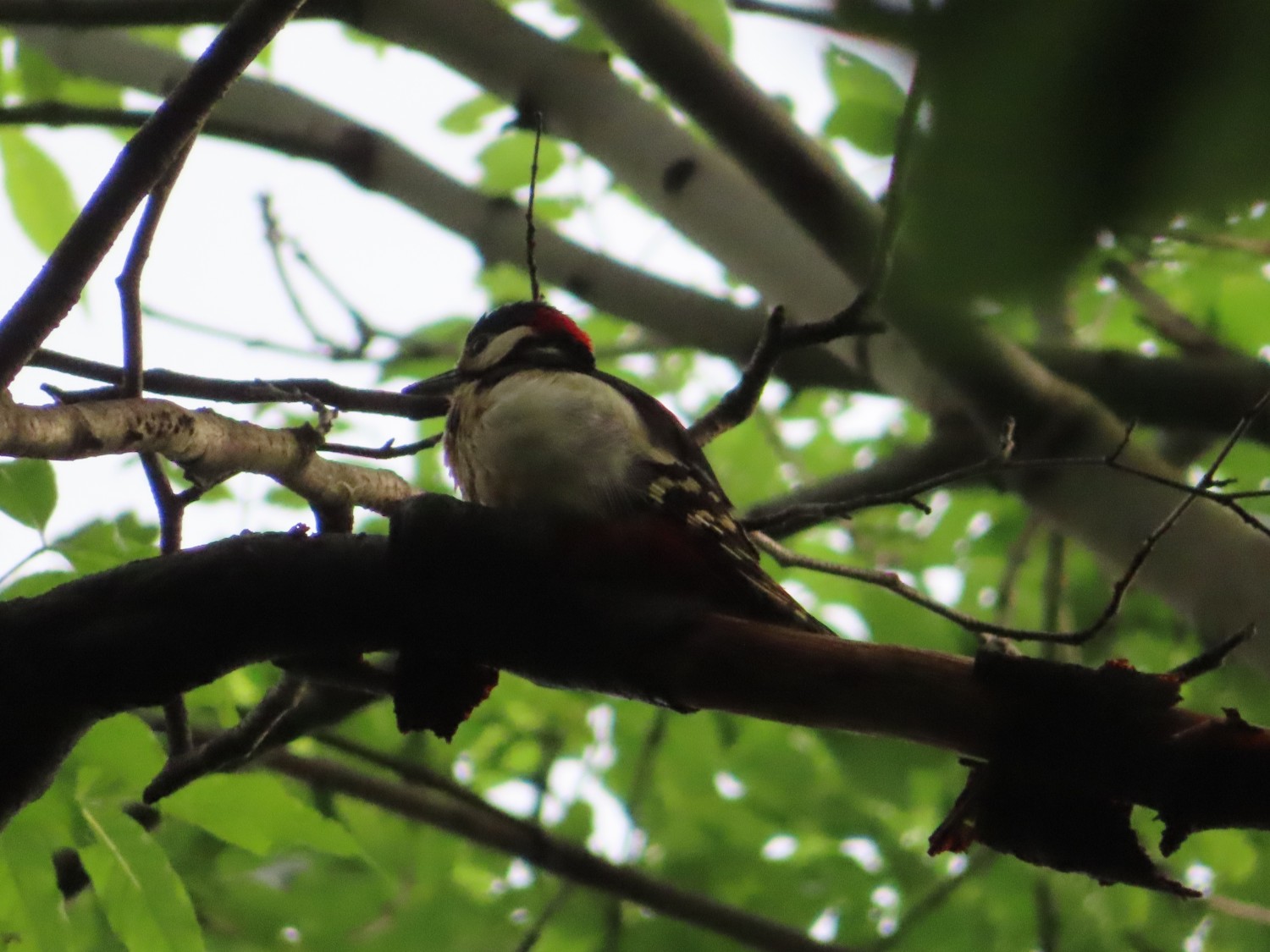 livebirdspoland_29784f50ee154e8caad7c3de74e8d06b.jpg