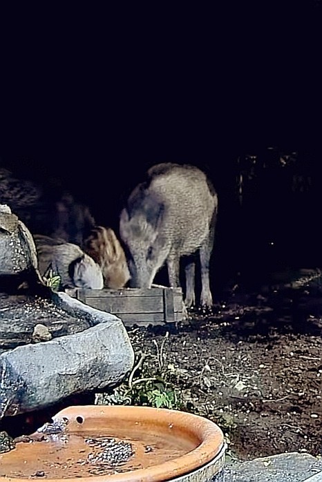 livebirdspoland_c26e915bf0f27a4a6c727c74f37b434a.jpg