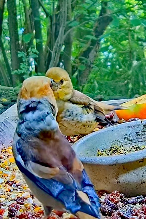 livebirdspoland_83eb749ecc983afa53c1f4a3508cbea7.jpg