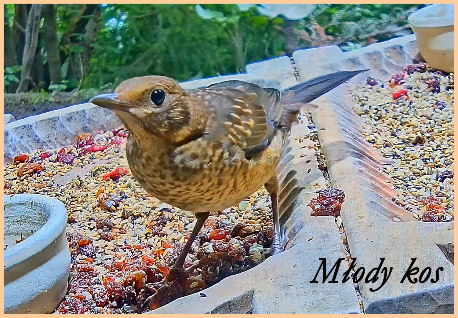 livebirdspoland_9c2bfe30590c4db4eabcff1ba7a6bb93.jpg