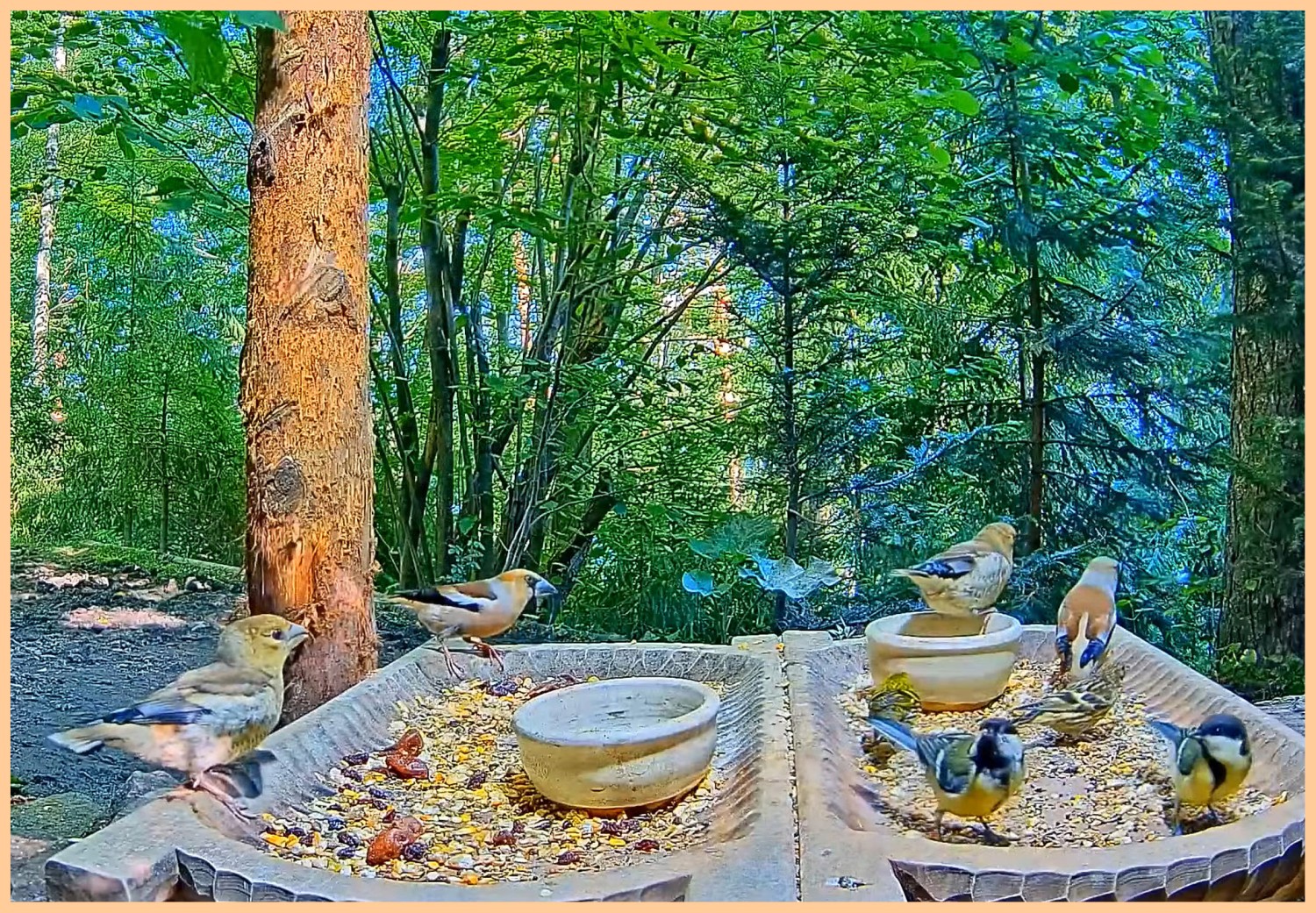livebirdspoland_a5f023d348fdc296d9de444adafca2ca.jpg