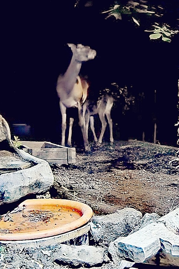 livebirdspoland_a14d4ac26b484f71e3a317aa28f2f394.jpg