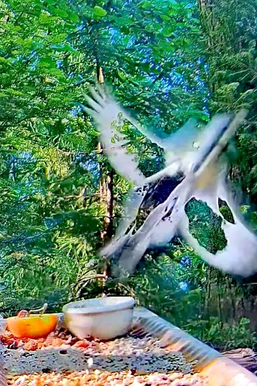 livebirdspoland_bc3b83159c28c9c999b30d5bd477bb4e.jpg