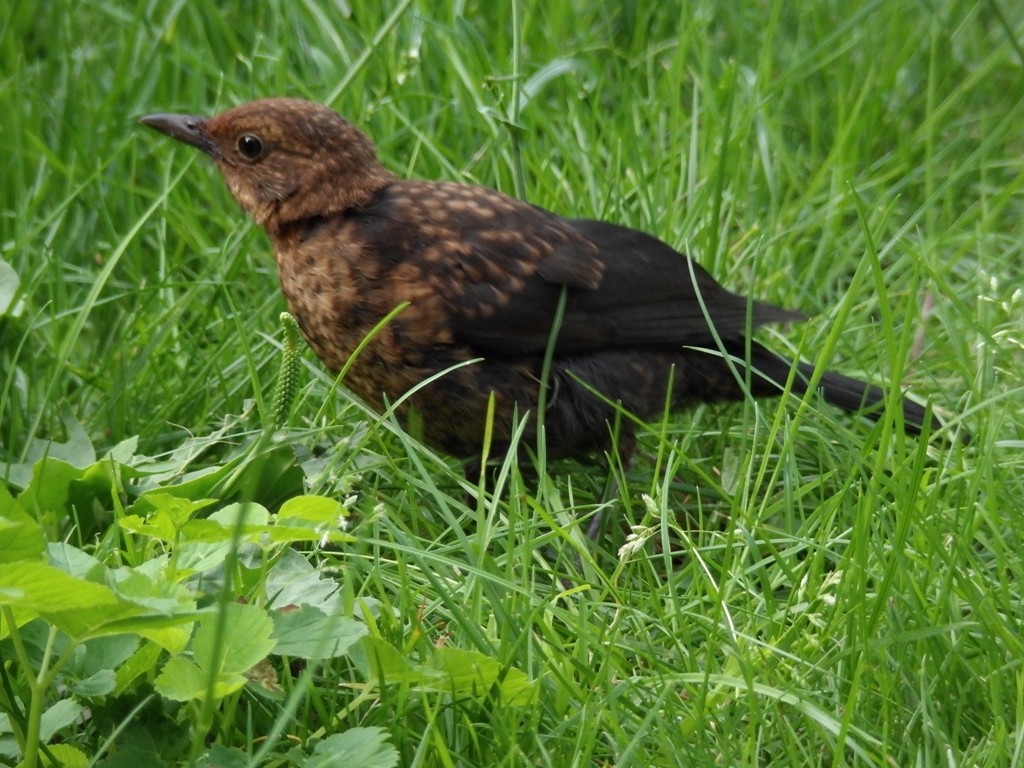livebirdspoland_f39e488c4419df96ce0c7877b0bf973b.jpg