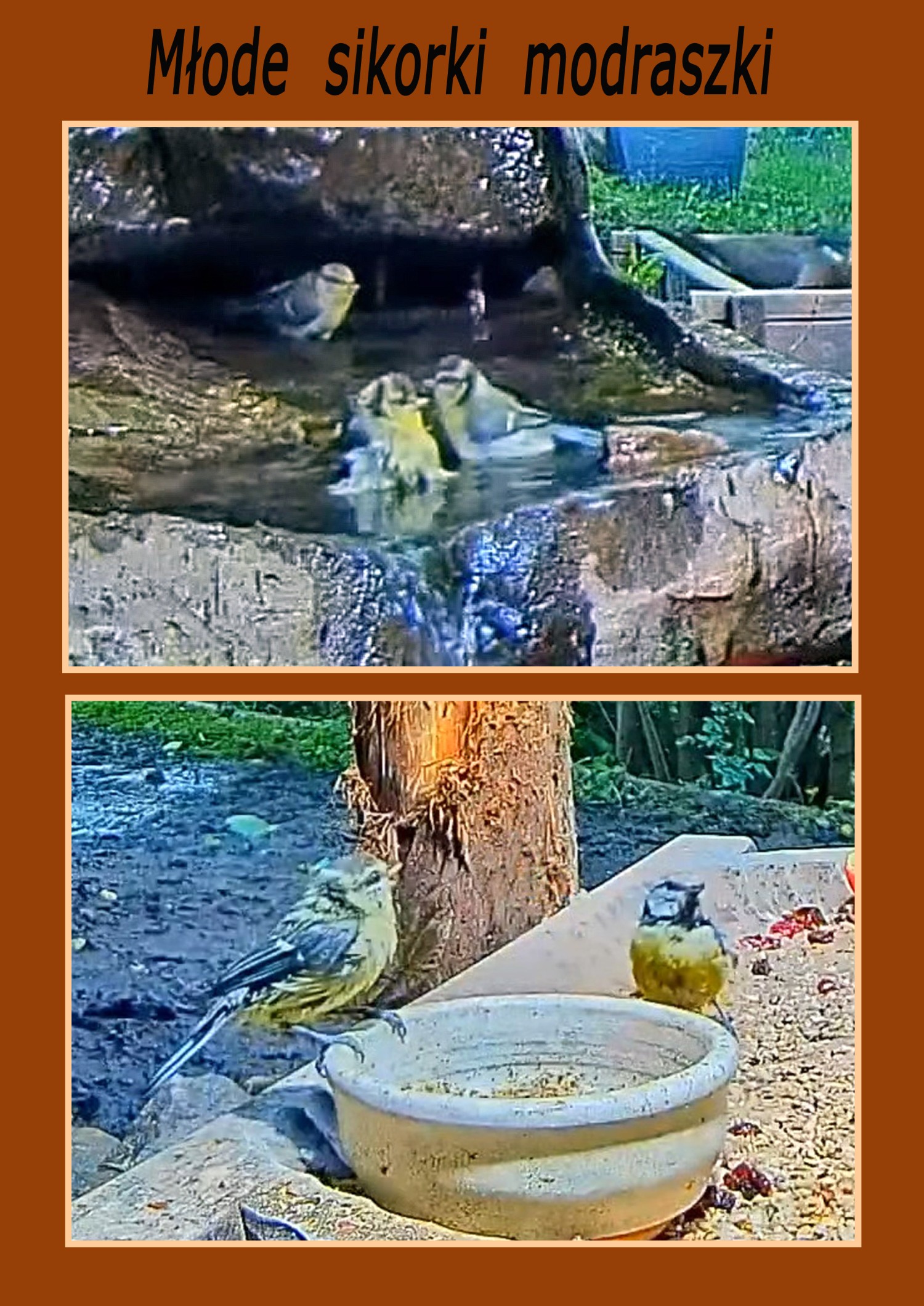 livebirdspoland_a821505ad7c77de36100ebe422c99a24.jpg