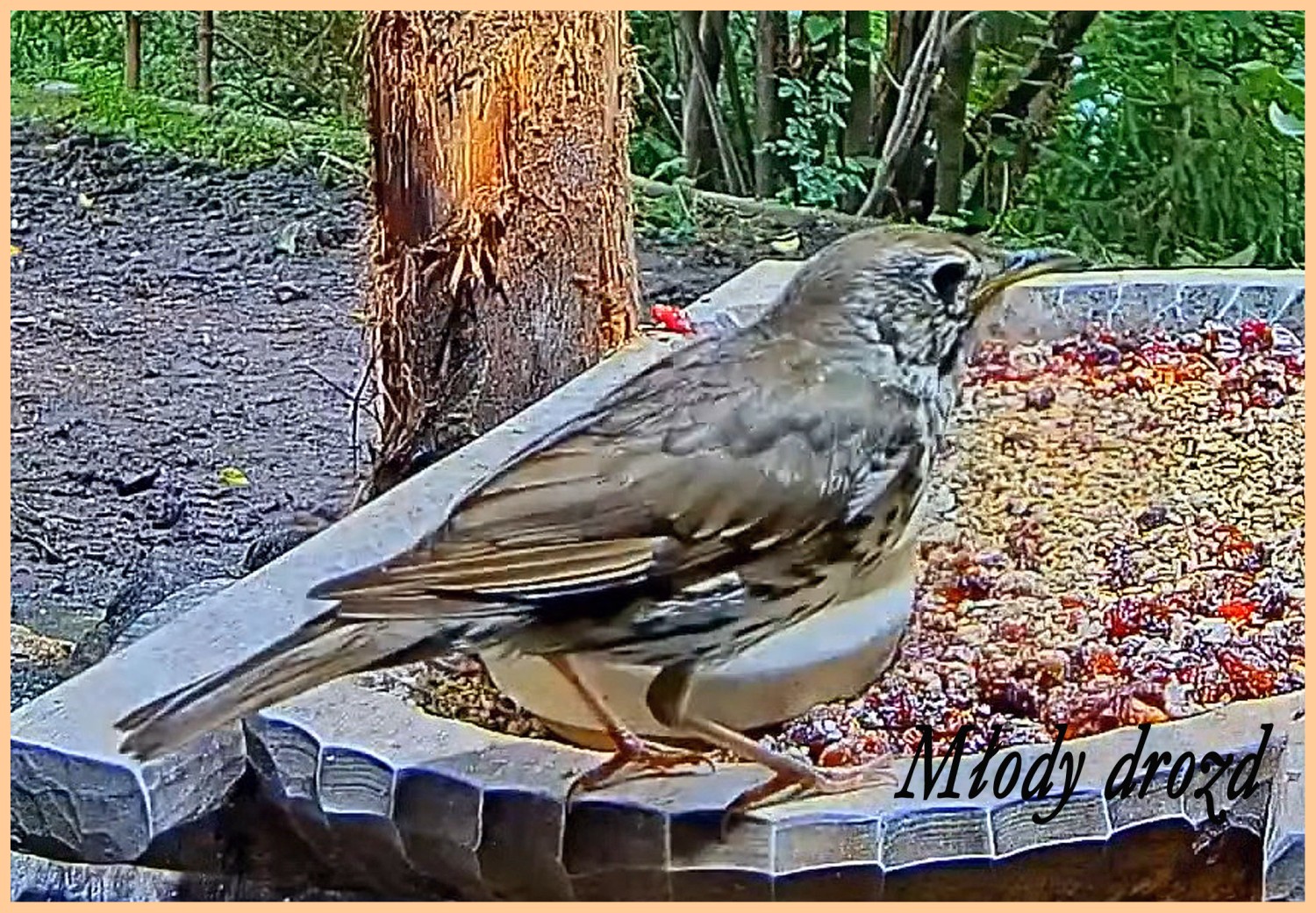 livebirdspoland_b83624b9e71d24f1da28e946ebe97683.jpg
