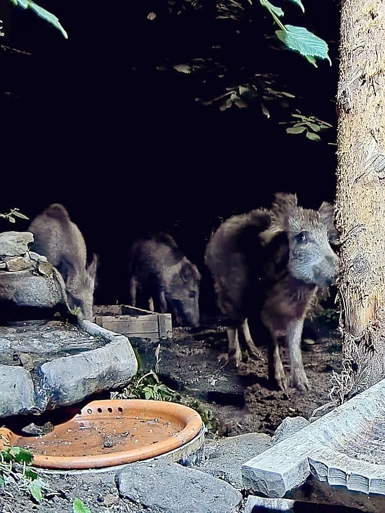livebirdspoland_7530f48bd77010724789ac5206e94316.jpg