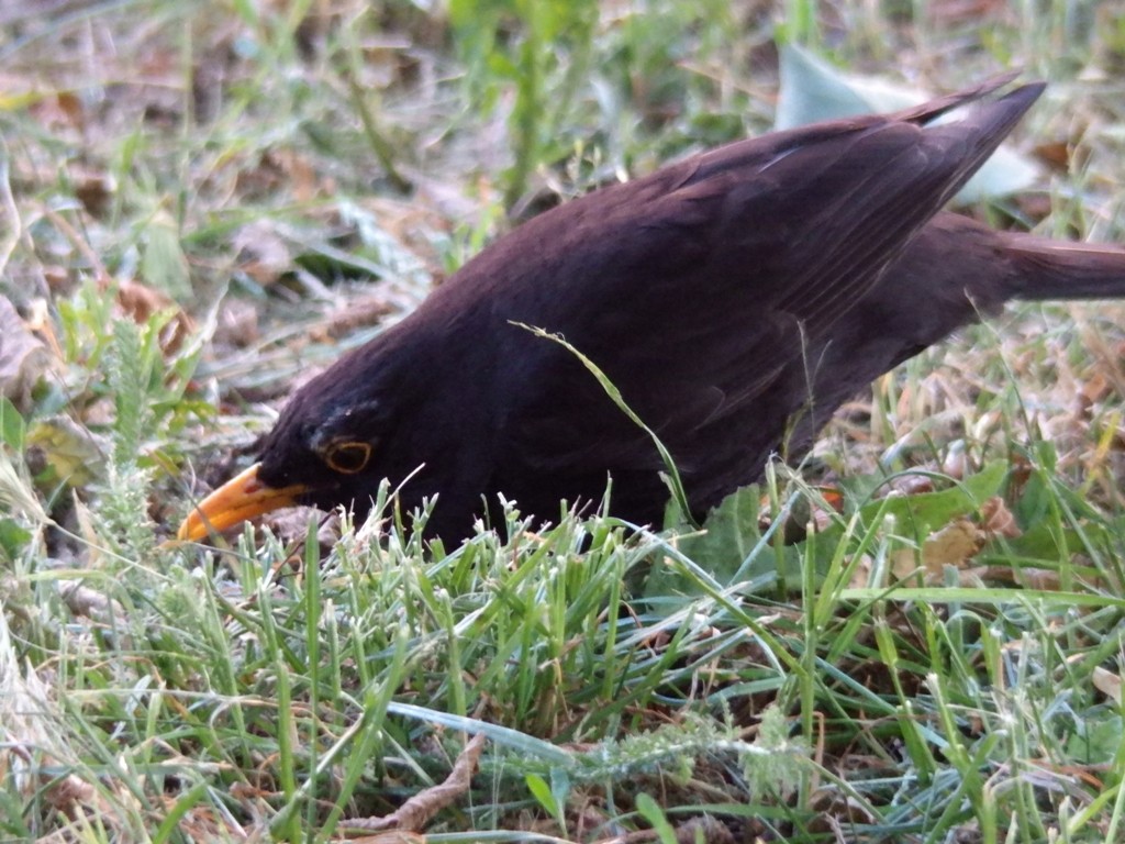 livebirdspoland_9df0bf55614f43c3f9061efca80ac788.jpg