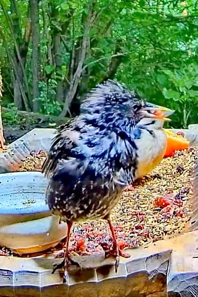 livebirdspoland_27182b80d05cadfbc8764ff2ee849665.jpg