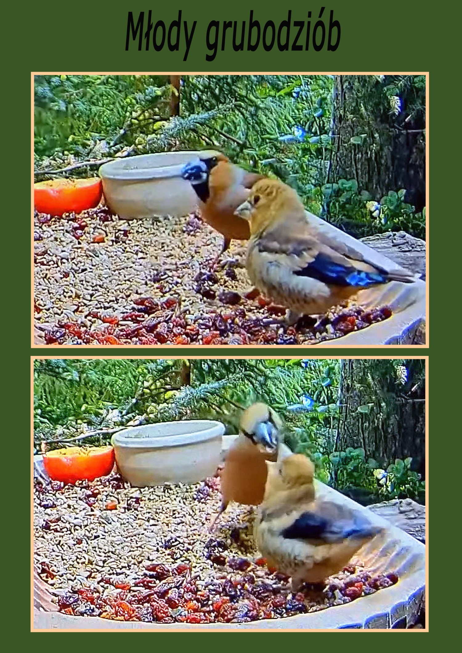 livebirdspoland_85de076f0f947d9c70ca931b0ab229b5.jpg