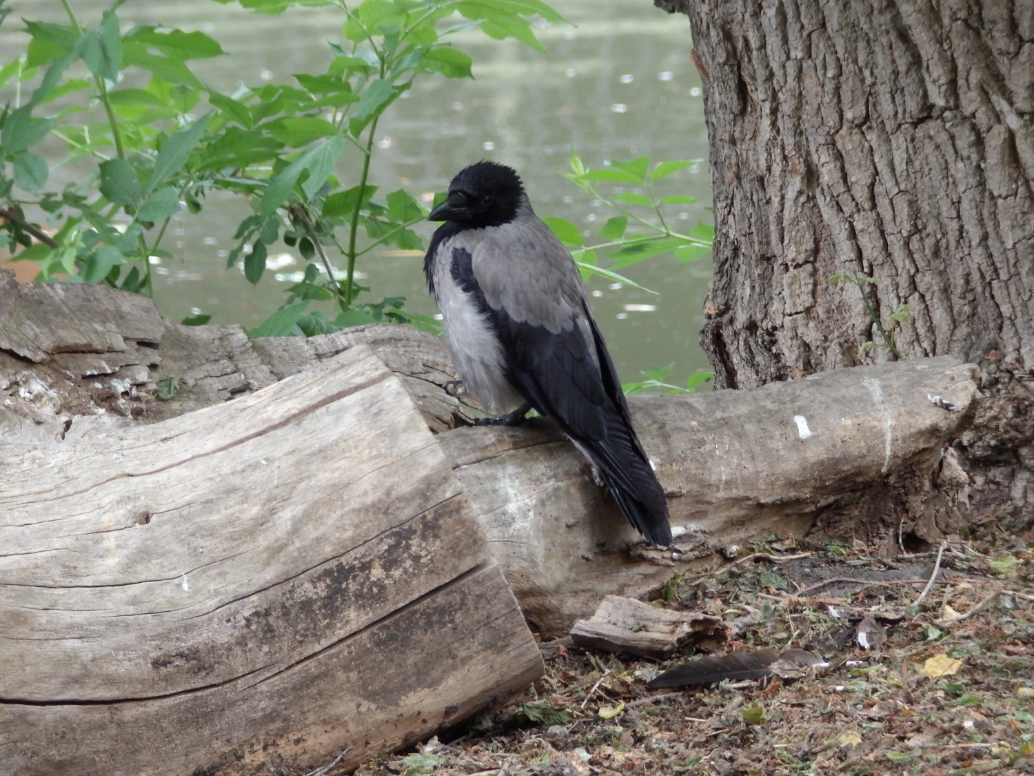 livebirdspoland_c7bd59dc6dd90e2fad41c18c1caca626.jpg