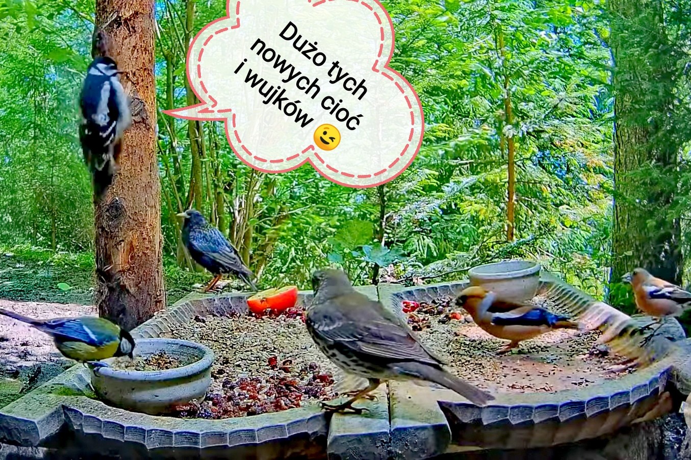 livebirdspoland_a710d30c6ecfb74864606ccd7273ec34.jpg