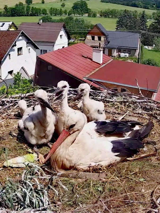 livebirdspoland_34d472d2d5aefbfc1251ddf5d3339c3a.jpg