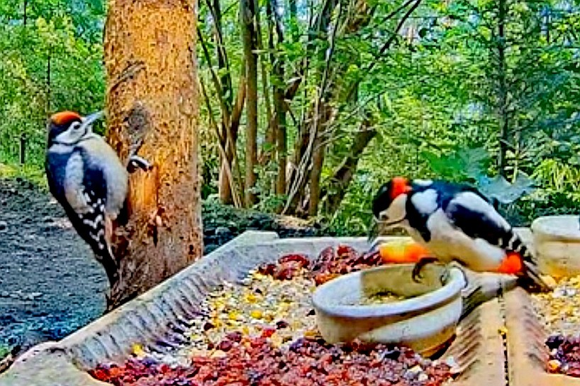 livebirdspoland_00873fec653b5195e27e96f66af2c9e7.jpg