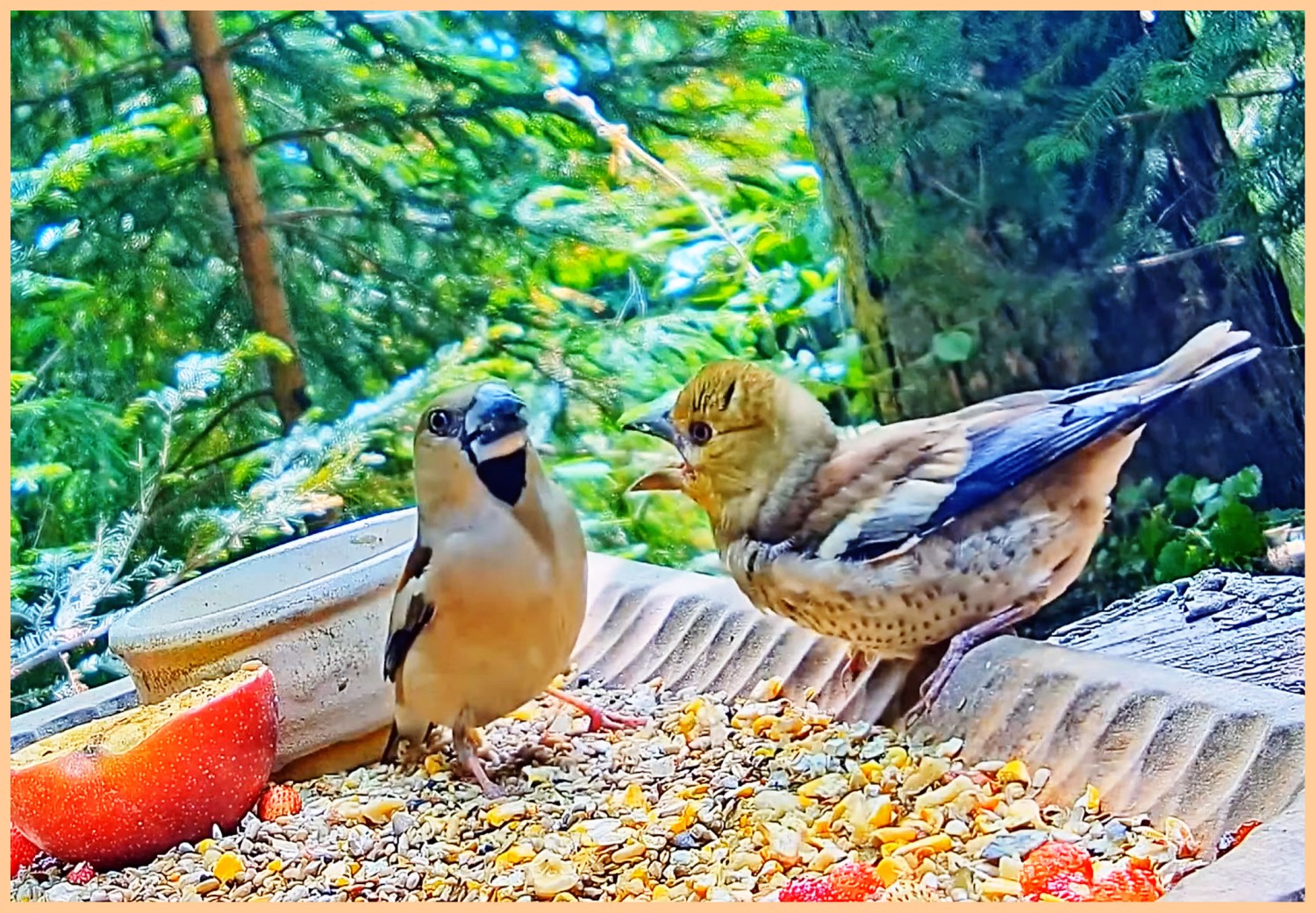 livebirdspoland_183534f5260548124454020d8eed8b41.jpg