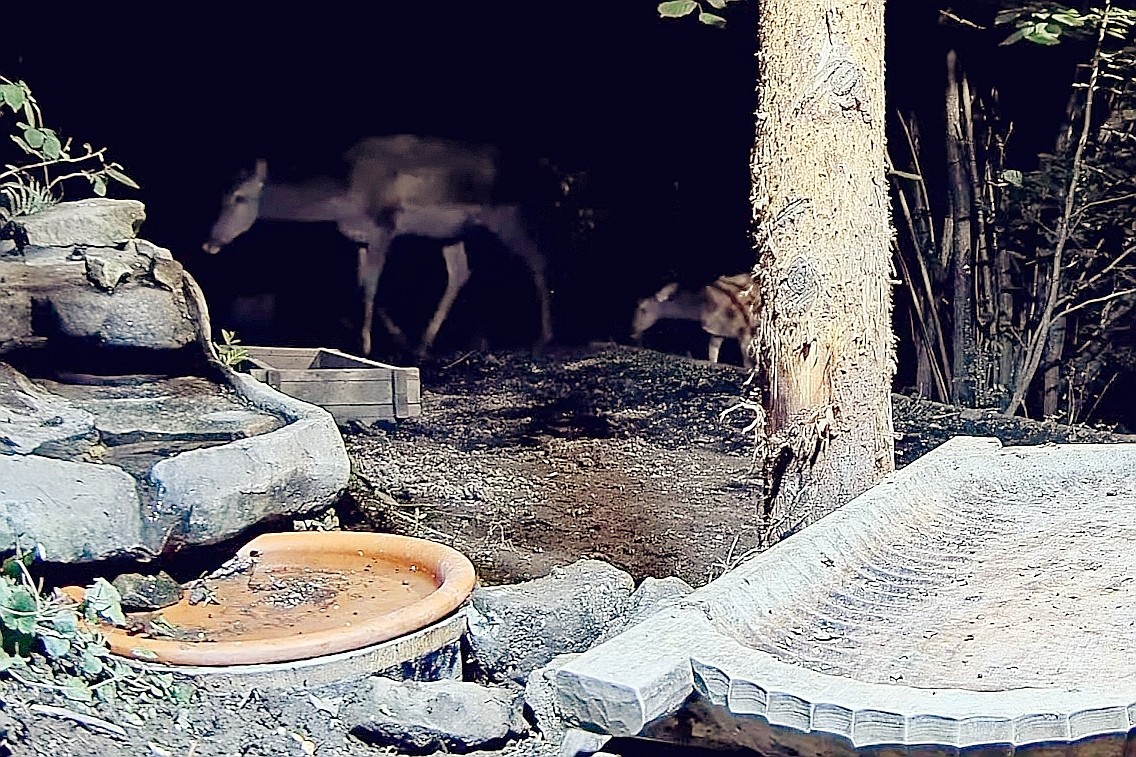 livebirdspoland_977d86f0cdd773214f8970e70f2342e9.jpg