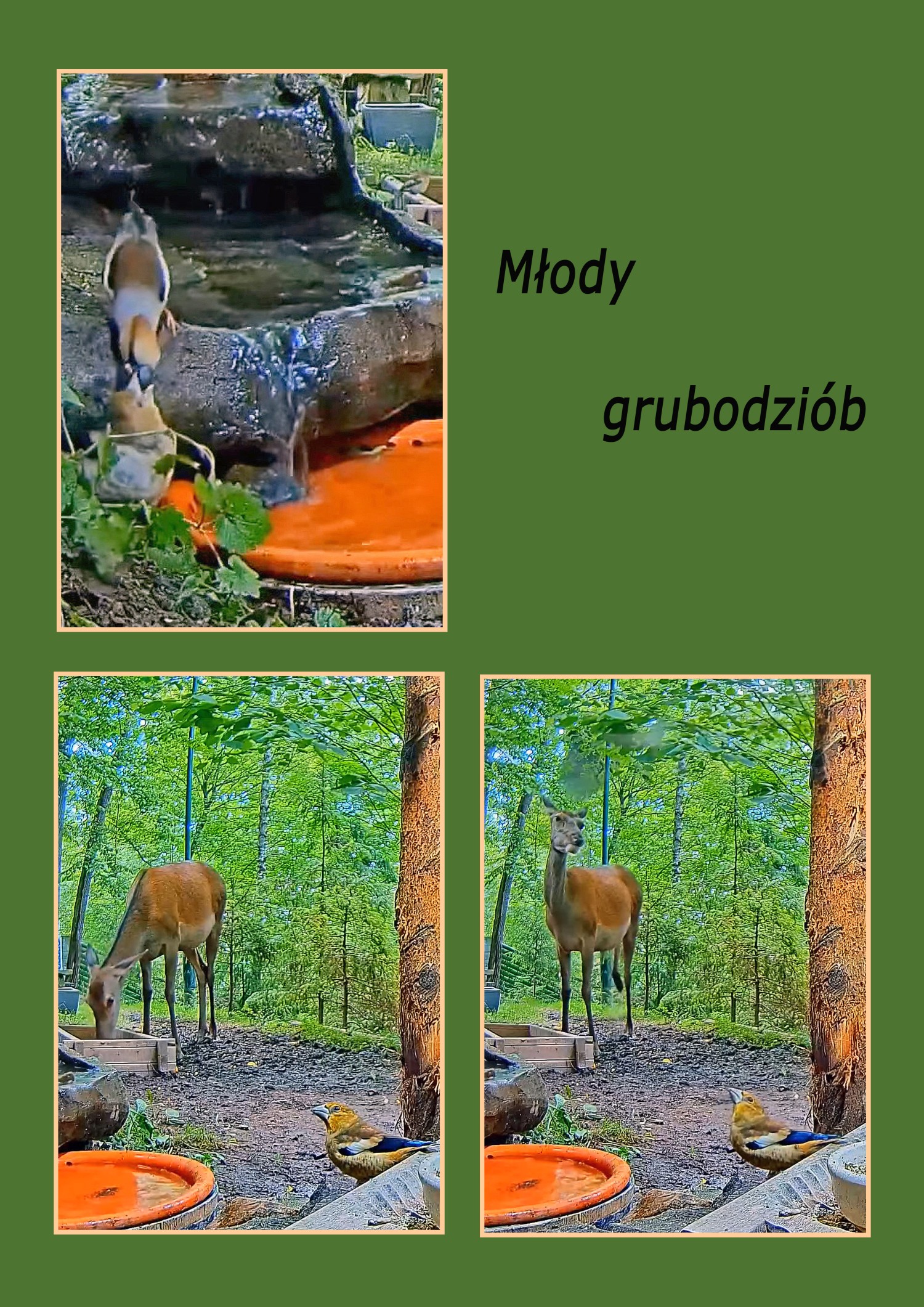 livebirdspoland_4dd988ac42e120c014c513bff7739fcc.jpg