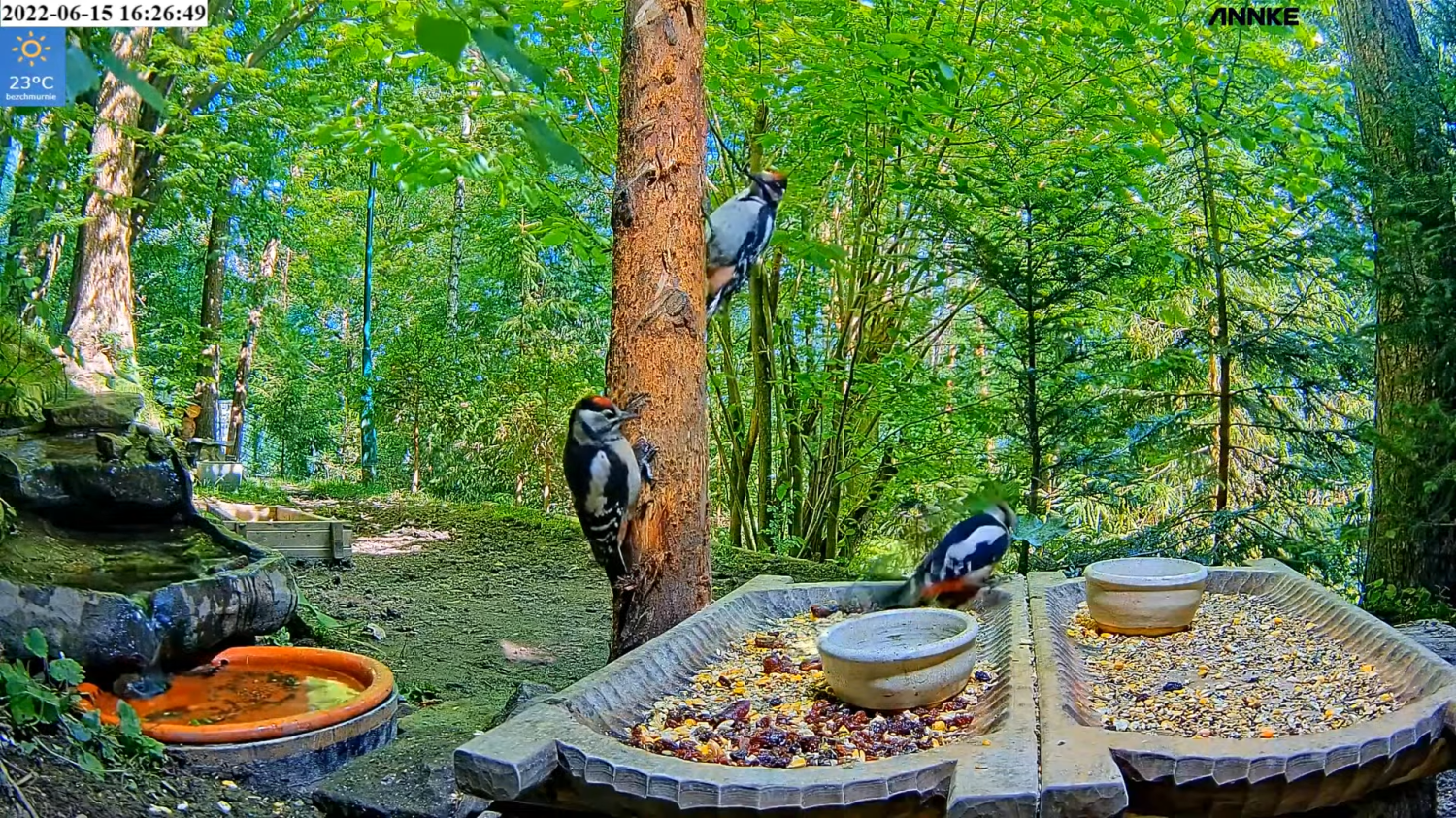 livebirdspoland_c1c11dc7e0708dbe30f2667f6c1c6fa3.png