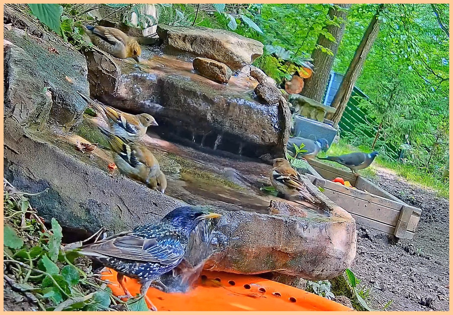 livebirdspoland_3304ad491114b72b0ee5537fd93b4439.jpg