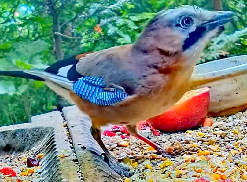 livebirdspoland_267c1cdb18f686f9de31c278eb8d6b41.jpg