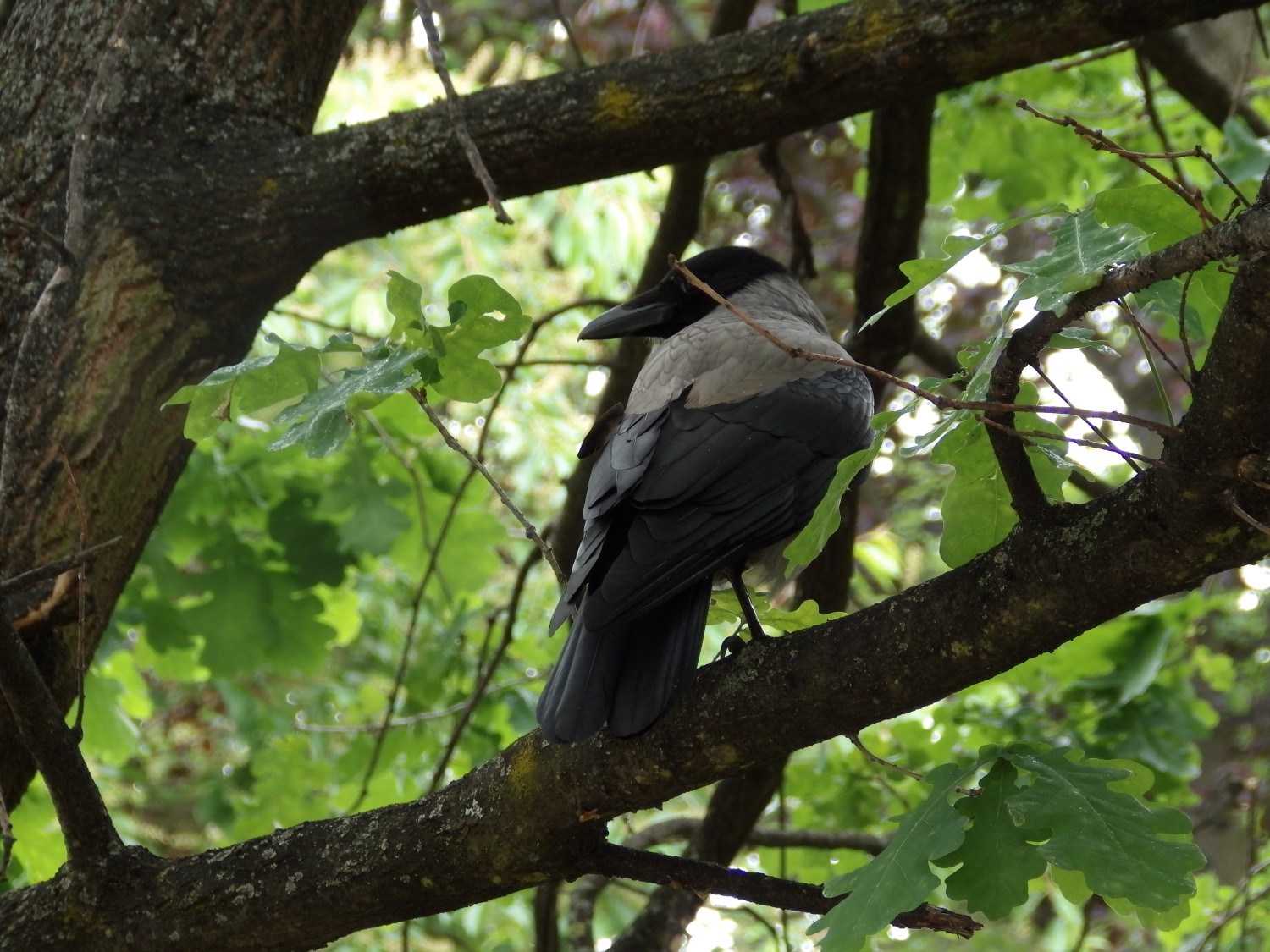 livebirdspoland_d20c48831c2087778b2f959cea6e594d.jpg