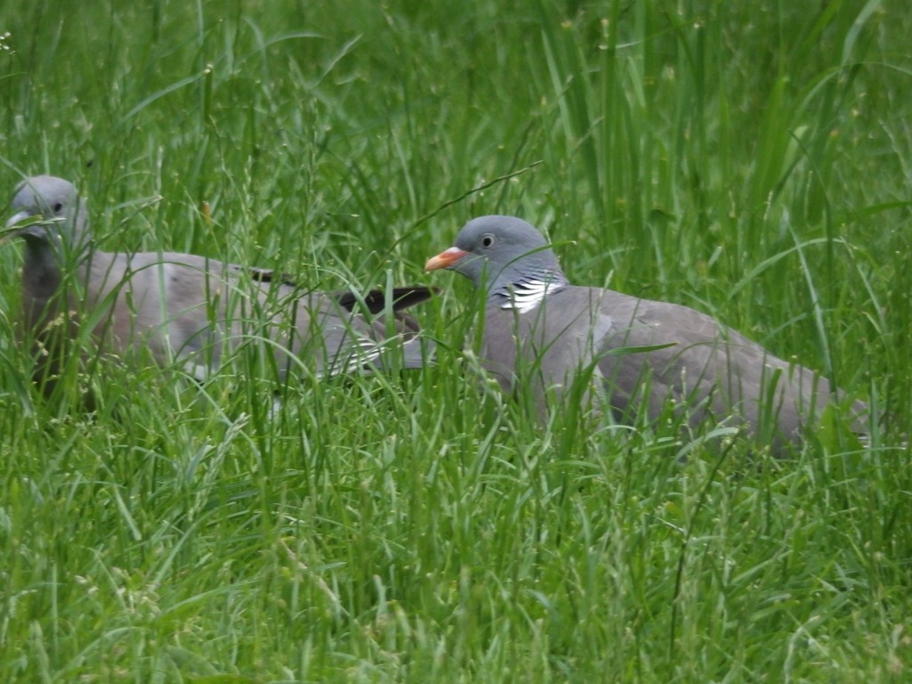 livebirdspoland_92d5a41777f1768082992b16ad6babb2.jpg
