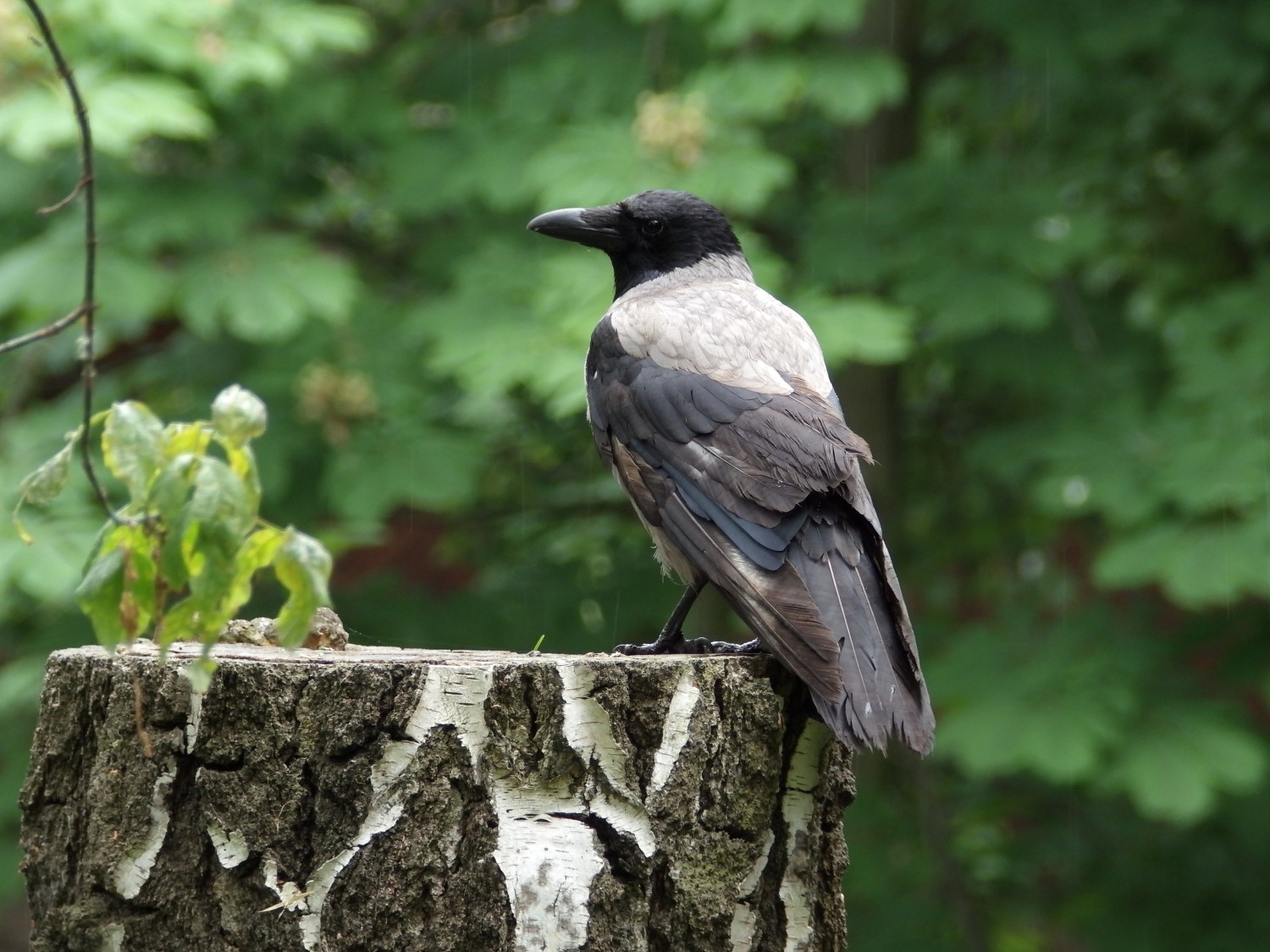 livebirdspoland_13d20ad55d698c5b196b51975171a6c6.jpg