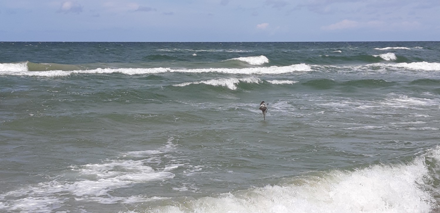 livebirdspoland_0b704f3168d7167e0ab8edac4abd2697.jpg