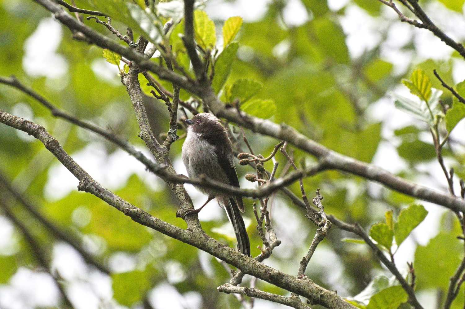 livebirdspoland_a300808ad09432ed33ca662236636470.jpg