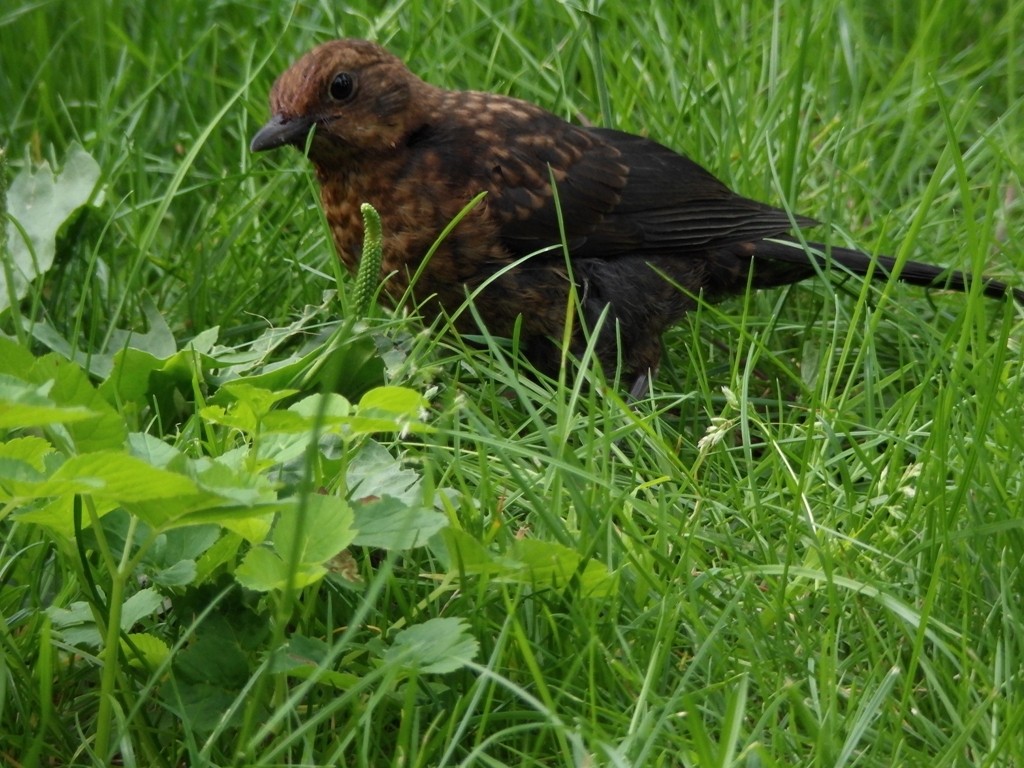 livebirdspoland_c1d87c7f8ead2436f2dd22e27c59d433.jpg