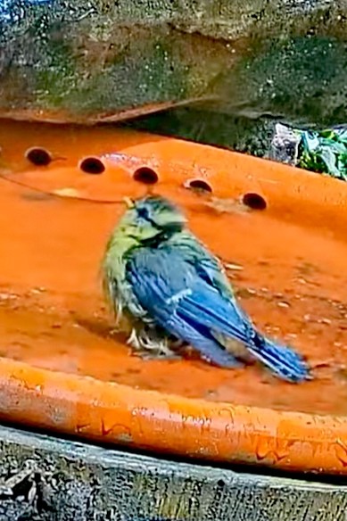 livebirdspoland_d360a662550faedfcb0adb22b01a5e68.jpg