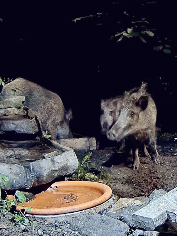 livebirdspoland_a1358db8bb5aacbd644d0085a3904ca2.jpg